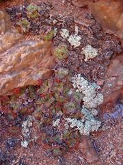 Crassula pseudohemisphaerica