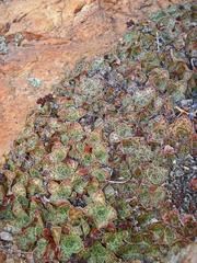 Crassula pseudohemisphaerica