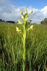 Centrostigma occultans