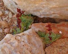 Crassula pseudohemisphaerica