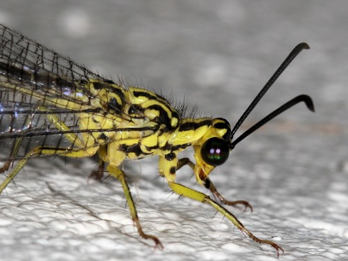 Gregarious Antlion photo 3
