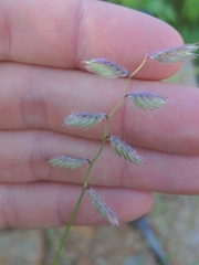 Bouteloua chondrosioides