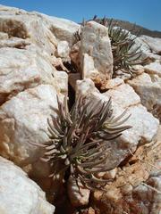 Crassula macowaniana
