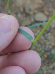 Bouteloua chondrosioides