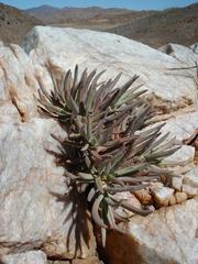 Crassula macowaniana