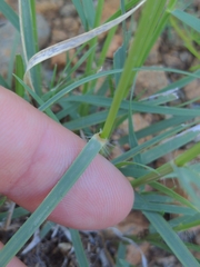 Bouteloua chondrosioides