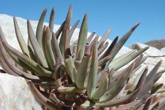 Crassula macowaniana
