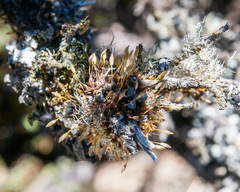 Macrocoma tenuis tenuis