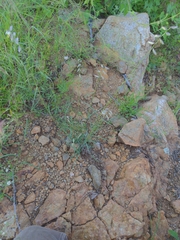 Bouteloua chondrosioides