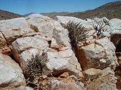 Crassula macowaniana