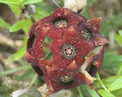 Parachute Plant (Ceropegia)