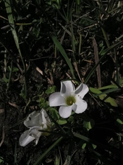 Oxalis minuta