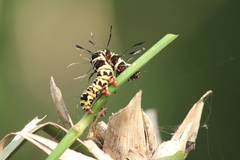 Tinolius eburneigutta