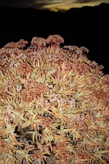 Crassula macowaniana