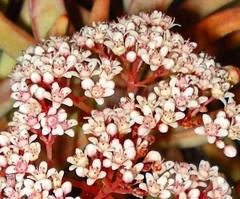 Crassula macowaniana