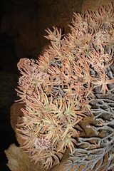 Crassula macowaniana