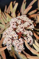 Crassula macowaniana