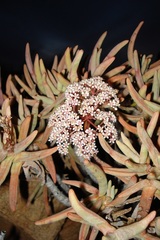 Crassula macowaniana