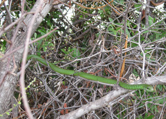 Philothamnus angolensis