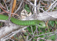 Philothamnus angolensis