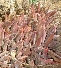Crassula subacaulis subacaulis