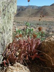 Crassula subacaulis subacaulis