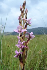 Disa zuluensis