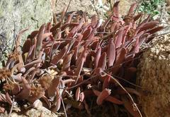 Crassula subacaulis subacaulis