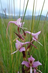 Disa zuluensis