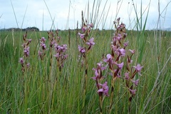 Disa zuluensis