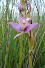 Disa zuluensis