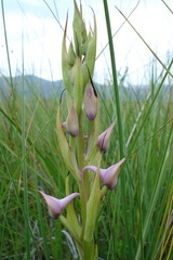 Disa zuluensis