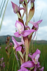 Disa zuluensis