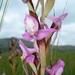 Disa zuluensis - Photo (c) juddkirkel, some rights reserved (CC BY-NC)