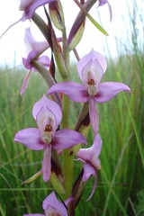Disa zuluensis