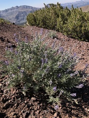 Lupinus meionanthus