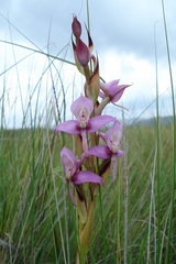 Disa zuluensis
