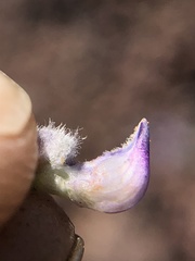 Lupinus meionanthus