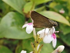 Pelopidas mathias mathias