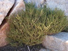 Crassula muscosa obtusifolia