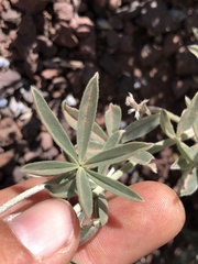 Lupinus meionanthus