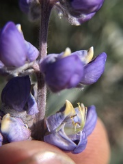 Lupinus meionanthus