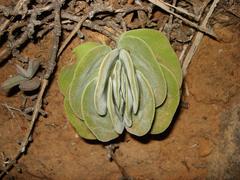 Crassula tomentosa
