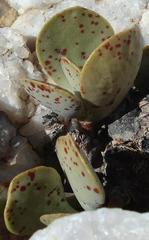 Adromischus alstonii