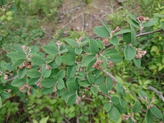 Cotoneaster integerrimus