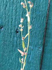 Chenopodium striatiforme