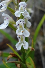 Disa saxicola