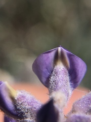 Lupinus meionanthus