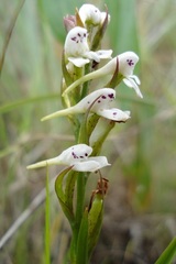 Disa saxicola