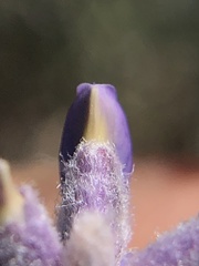 Lupinus meionanthus